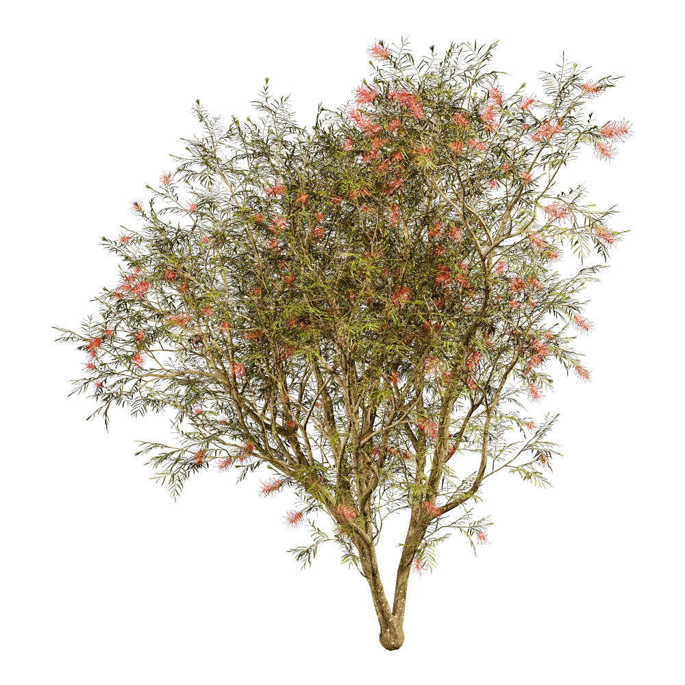 Grevillea Banksii Tree with Red Flowers
