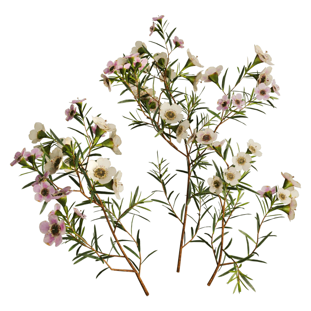 Flowering Plant Chamelaucium Uncinatum