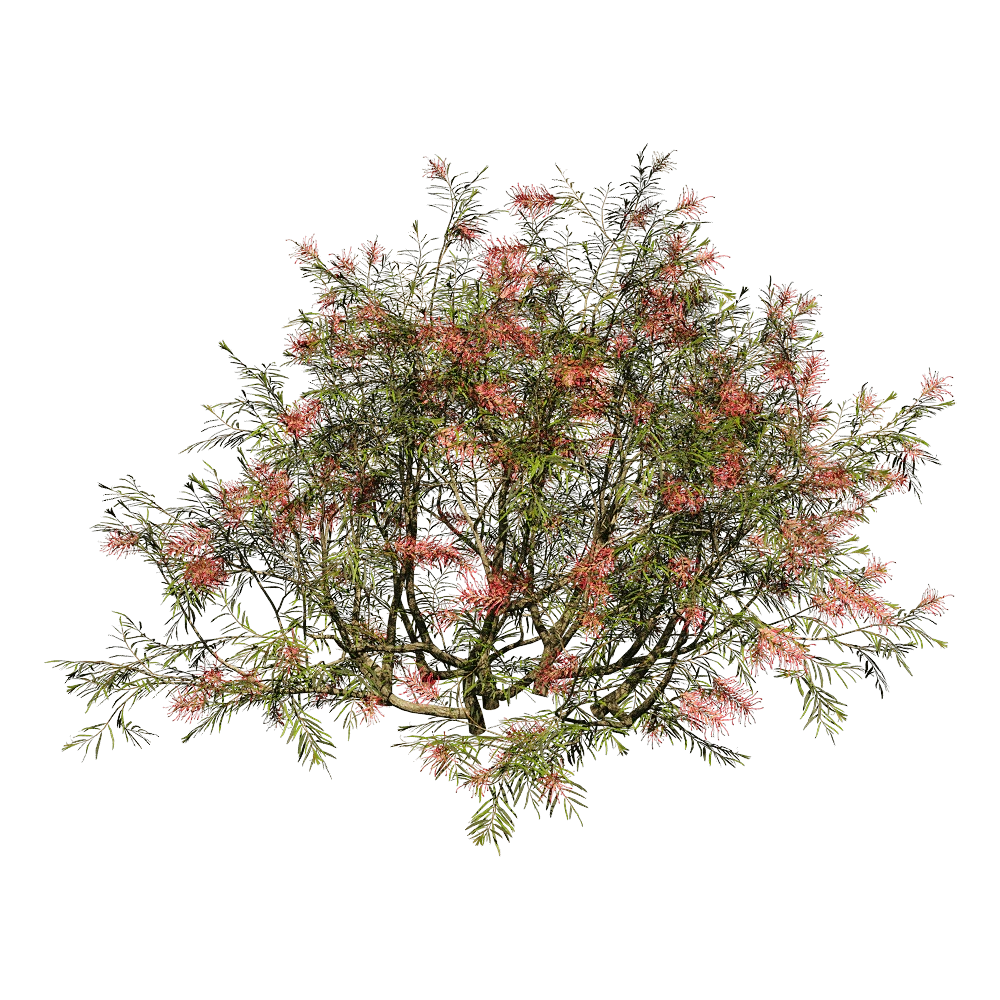 Grevillea Banksii Flowering Bush