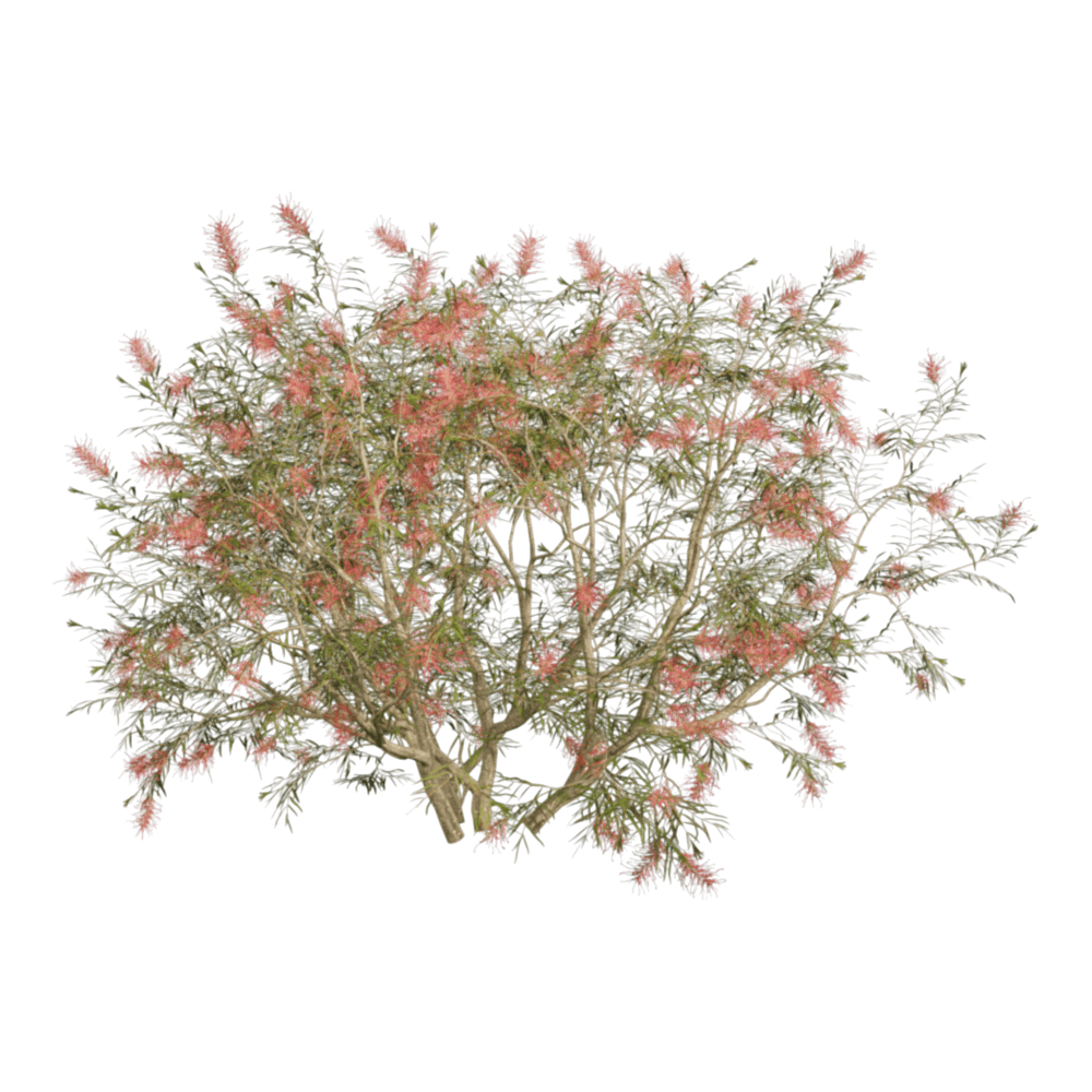 Grevillea Banksii 01 05 - Download the 3D Model (48081) | zeelproject.com