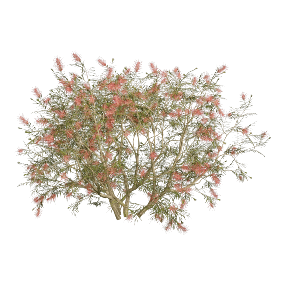 Grevillea Banksii Plant with Red Brush Flowers