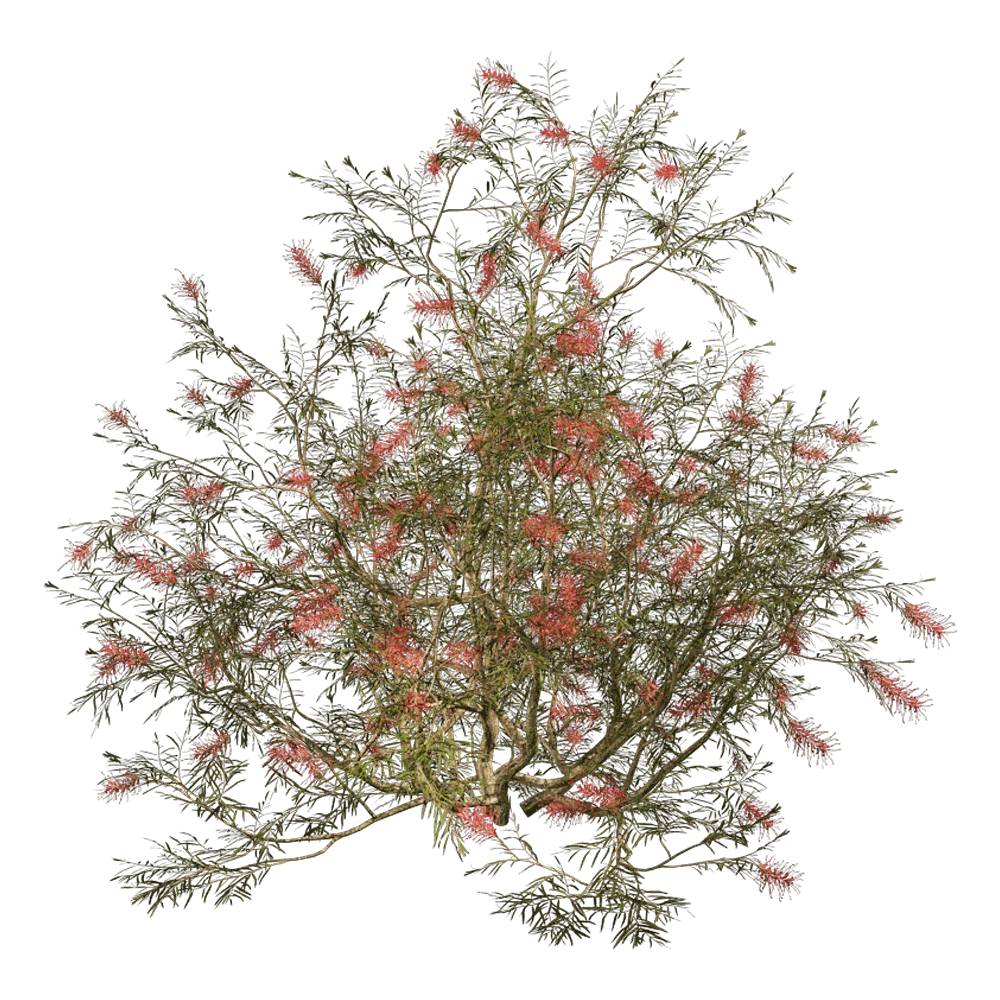 Grevillea Banksii Plant with Red Flowers