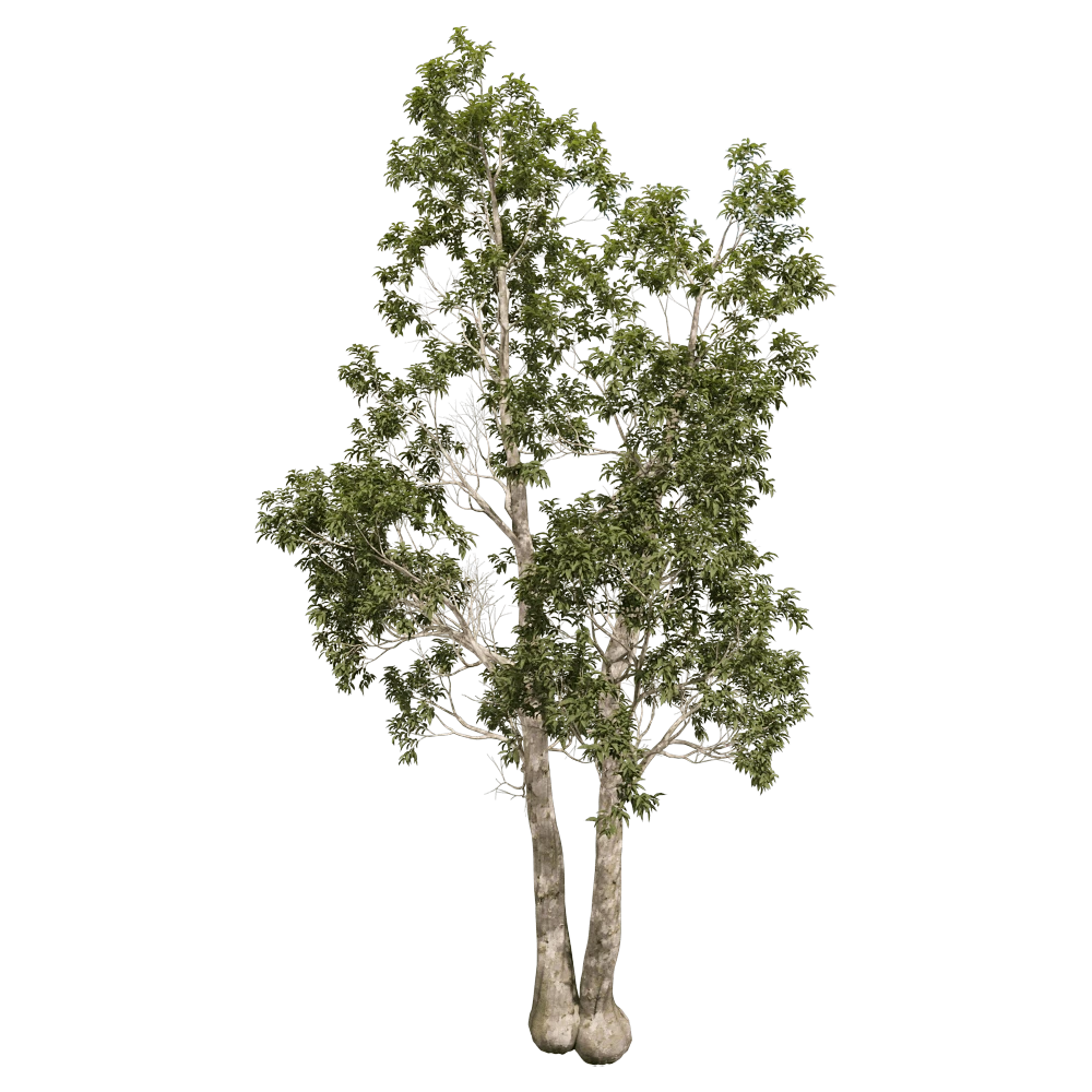 Eucalyptus camaldulensis Tree with Green Foliage