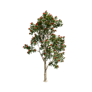 Plants set 05 - Download the 3D Model (17739) | zeelproject.com