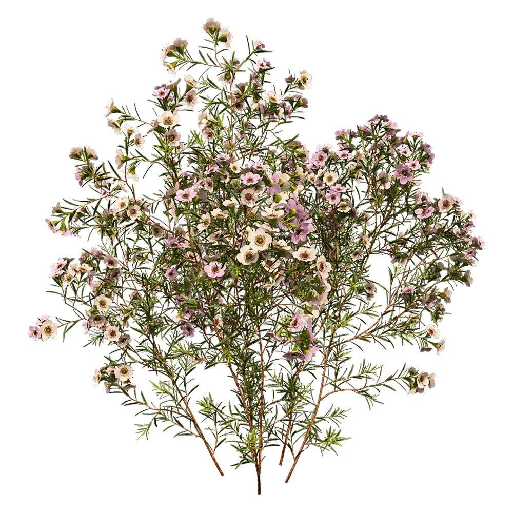 Flowering Plant with White and Pink Blossoms