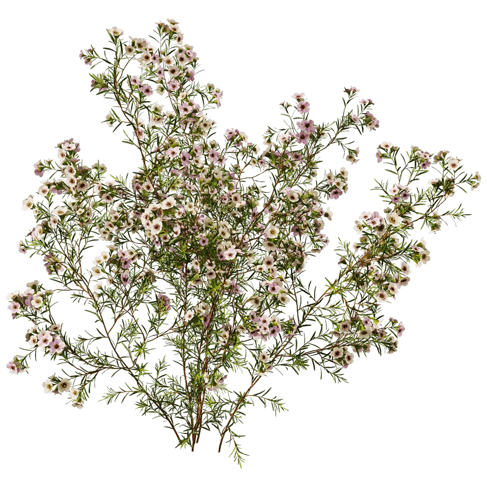 Flowering Plant with Delicate Pink Blossoms