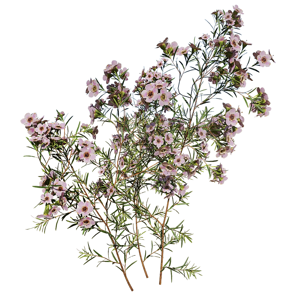 Chamelaucium Uncinatum Flowering Plant