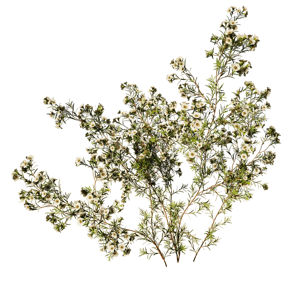 Flowering Plant with White Blossoms