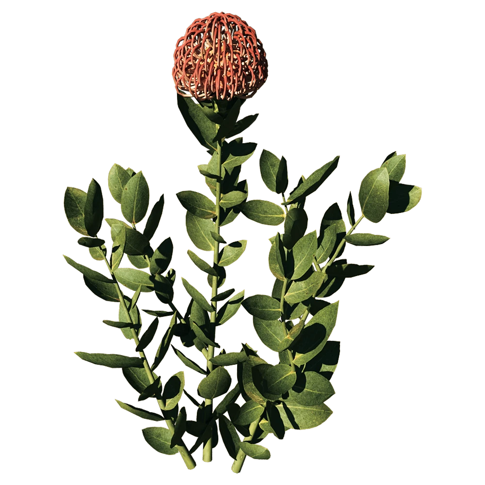 Leucospermum Cordifolium Plant with Distinctive Red Flower