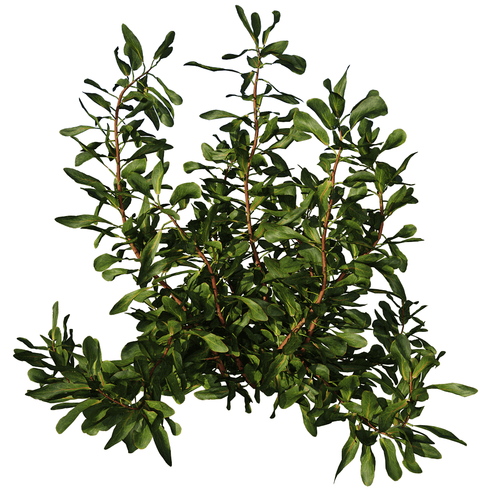decoration - Protea Cynaroides 01 02 3ds Max