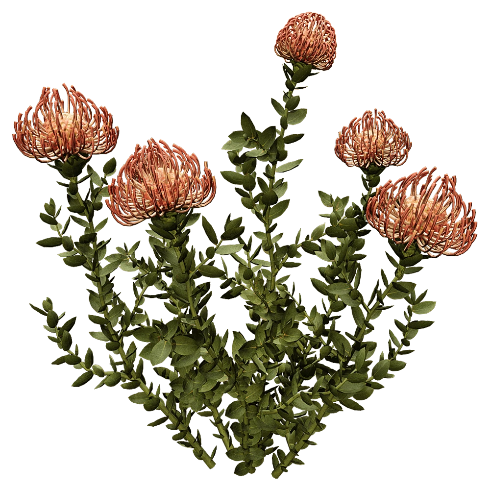Flowering Plant with Pincushion Blooms