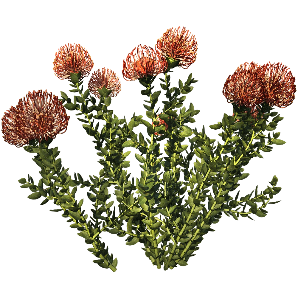 Leucospermum Cordifolium Plant with Red Flowers