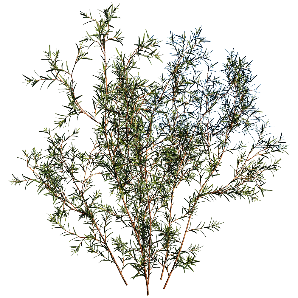 Chamelaucium Uncinatum Plant with Delicate Green Foliage