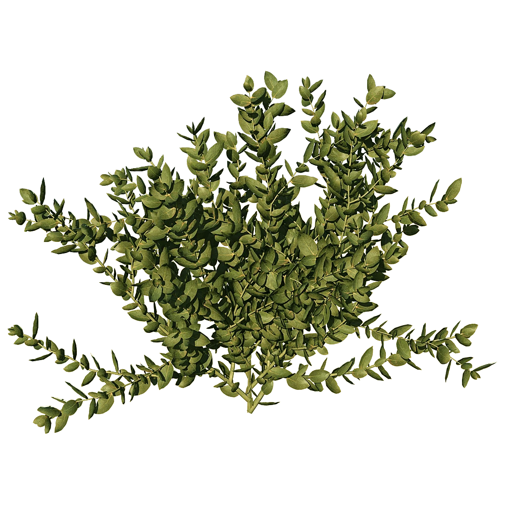 Leucospermum Cordifolium Plant with Lush Green Foliage