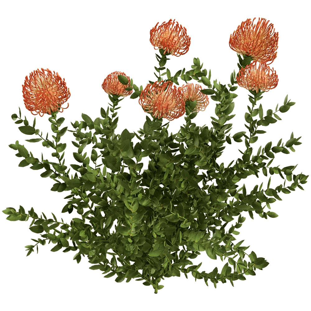 Leucospermum Cordifolium Flowering Plant