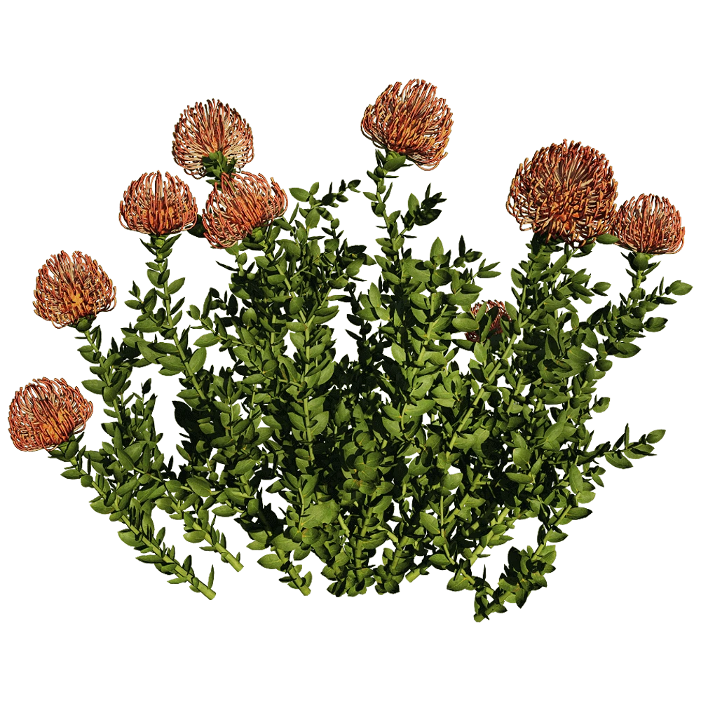 Leucospermum Cordifolium Plant with Orange Pincushion Flowers