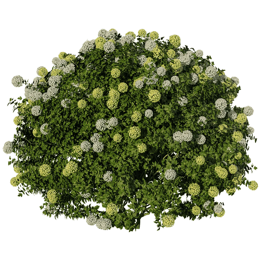 Edgeworthia Chrysantha Paperbush Viburnum Plant