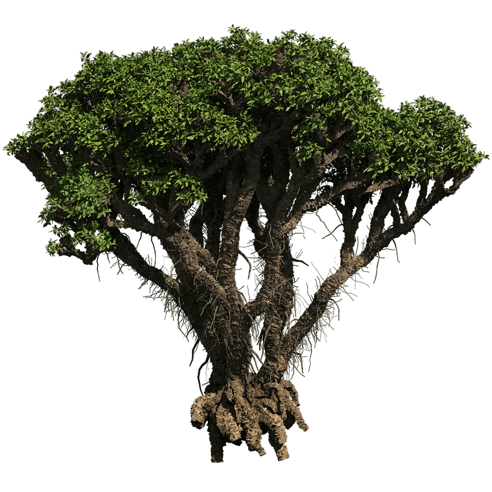 Avicennia Marina Mangrove Tree