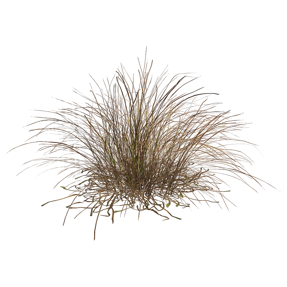 Ornamental Grass with Natural Texture