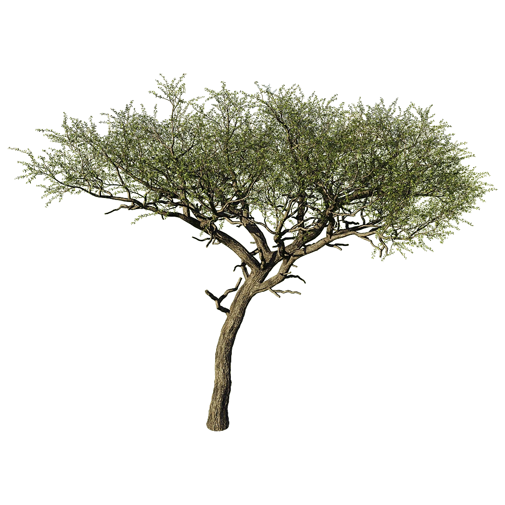 Balanites Aegyptiaca Tree Model