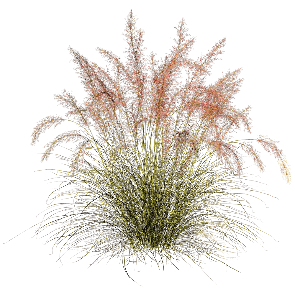 Ornamental Grass with Reddish-Pink Plumes