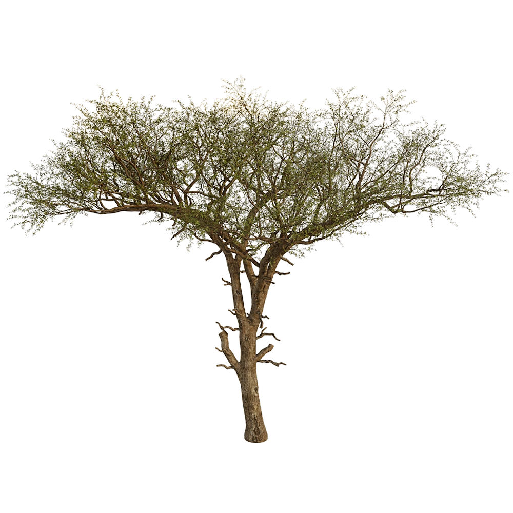 Balanites Aegyptiaca Tree 01 02