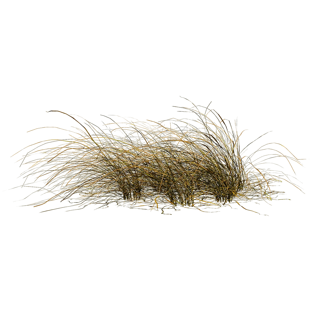 Decorative Grass with Golden-Brown Blades