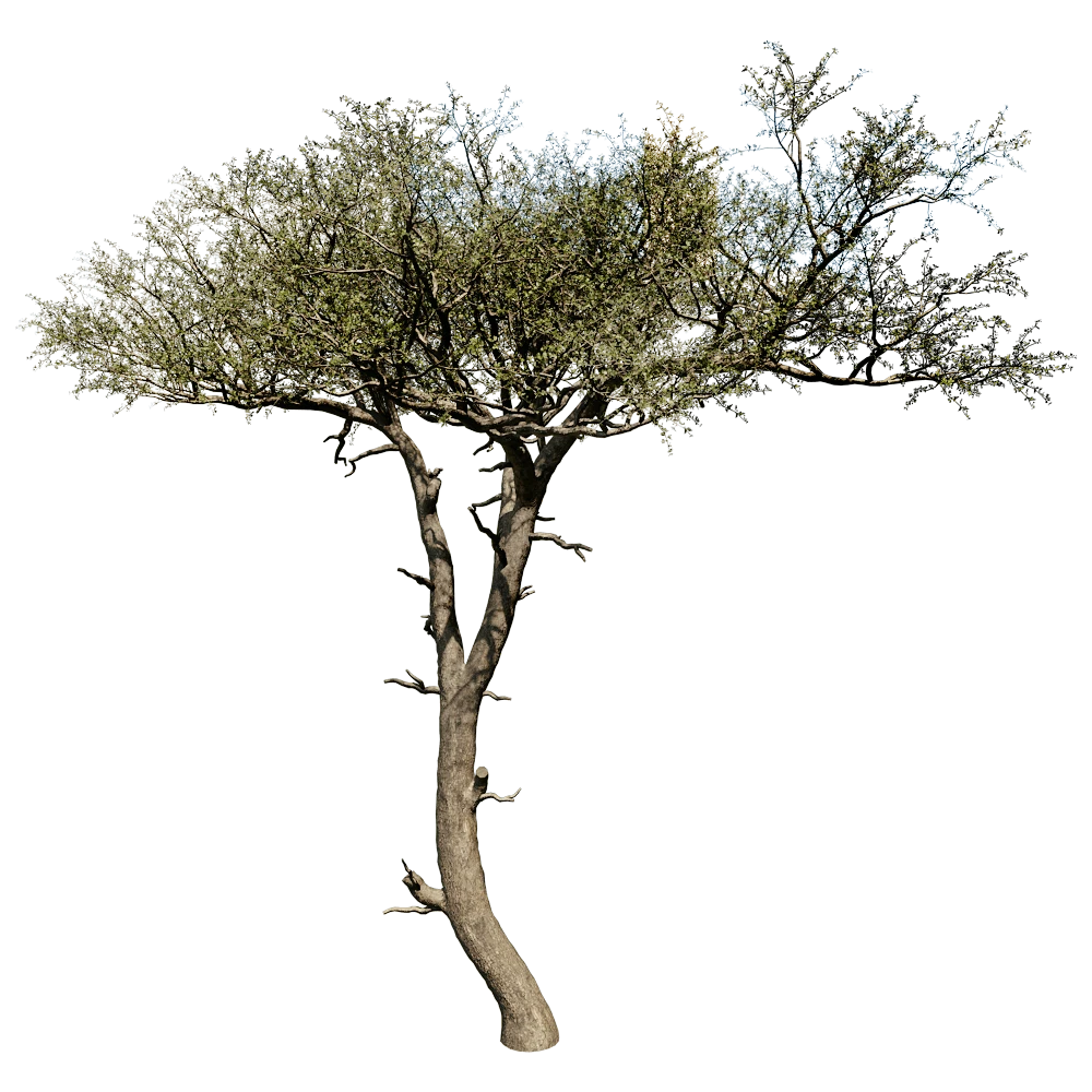 Realistic Balanites Aegyptiaca Tree