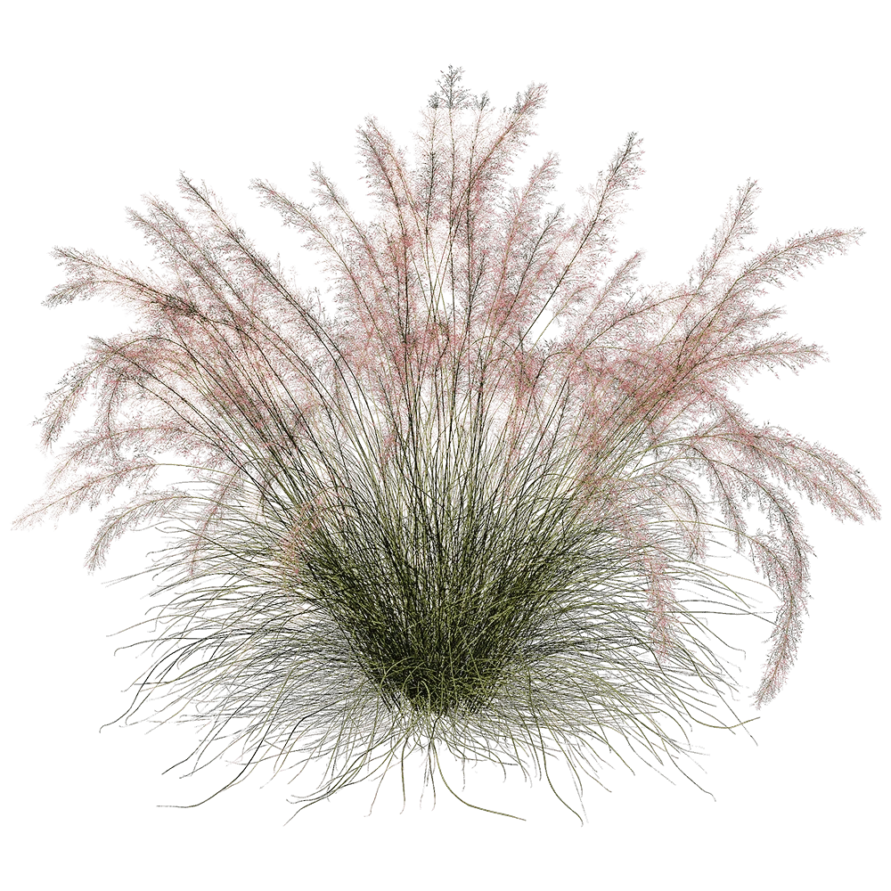 Ornamental Grass with Pink Plumes