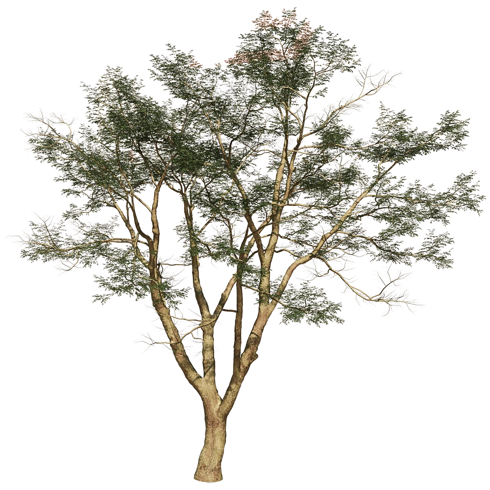 Vachellia Xanthophloea Tree with Natural Foliage