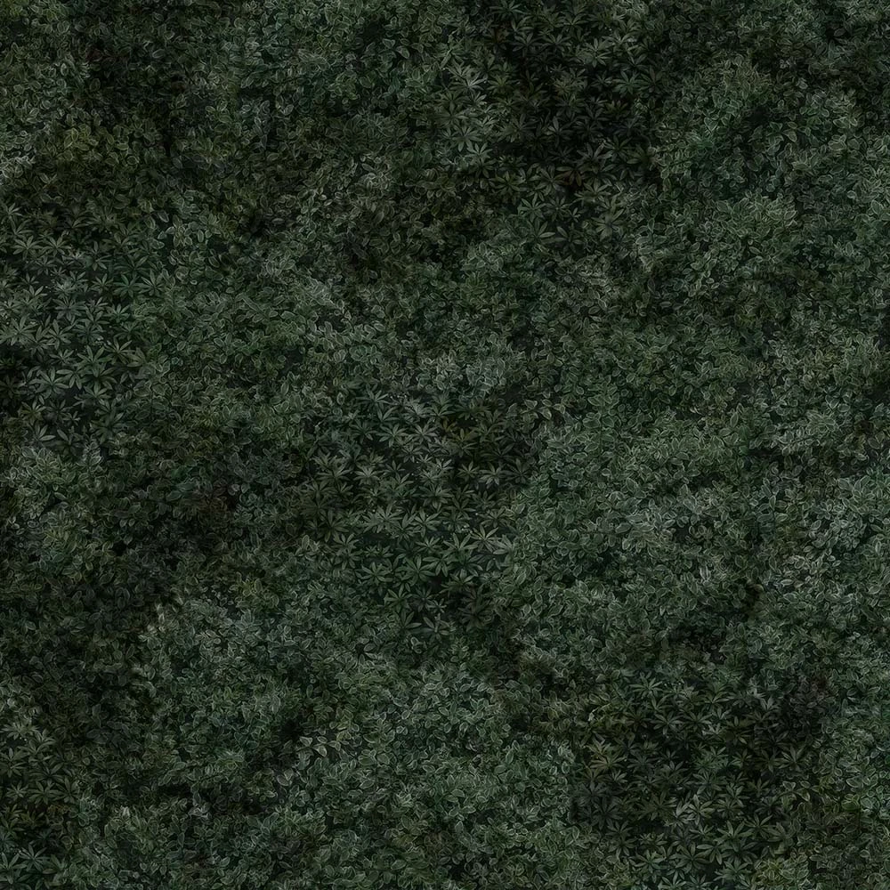 Պաստառ Murals NATURA ETÉREA MOSS