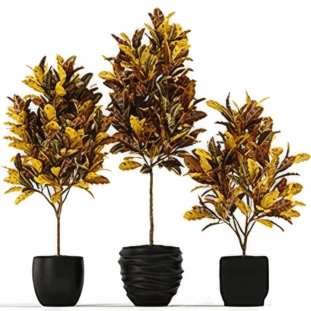 Plant Collection with Vibrant Foliage