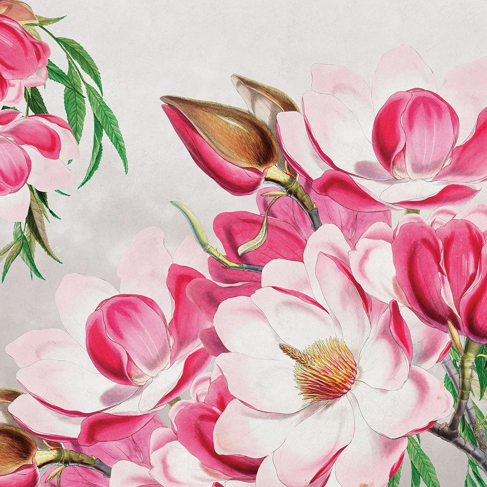 Wallpaper Magnolia